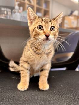 Tye -  Domestic Short Hair Cat for Adoption in Midland, Michigan - Tye | PetCurious