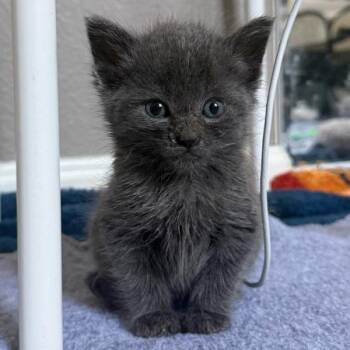 Asphalt -  Domestic Short Hair Cat for Adoption in Walnut Creek, California - Asphalt | PetCurious