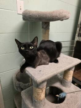 Peggy -  Domestic Short Hair Cat for Adoption in Umatilla, Florida - Peggy | PetCurious