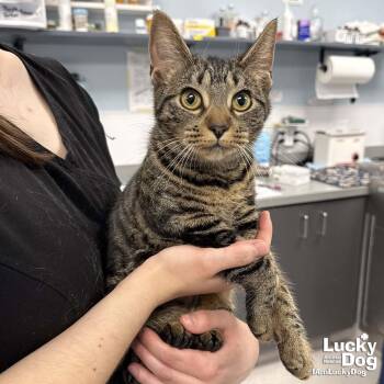 Domestic Short Hair and Tabby Cats Available for Adoption - Rita | PetCurious