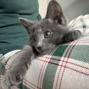 Domestic Short Hair Cats Available for Adoption - TINY | PetCurious