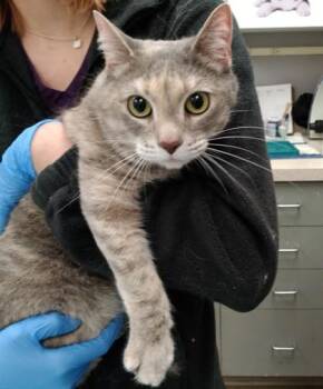 Domestic Short Hair Cats Available for Adoption in Palm Coast, Florida - Abbie | PetCurious