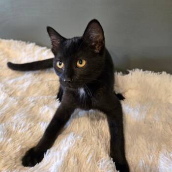 Panther -  Domestic Short Hair Cat for Adoption in Centerville, Tennessee - Panther | PetCurious