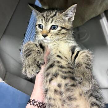 Raven (aqua) -  Domestic Short Hair Cat for Adoption in Greensboro, North Carolina - Raven (aqua) | PetCurious
