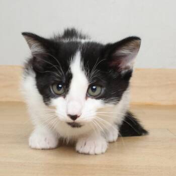 Checkers C69423 -  Domestic Short Hair Cat for Adoption in Minnetonka, Minnesota - Checkers C69423 | PetCurious