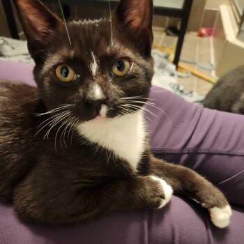 Rescue Domestic Short Hair Cats for Adoption in Baltimore, Maryland - Poquito Canyon | PetCurious