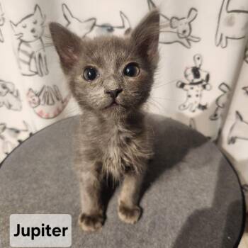Domestic Medium Hair Cats Available for Adoption in Elyria, Ohio - Jupiter | PetCurious