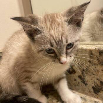 Mochi -  Siamese Cat Available for Adoption in Knoxville, Tennessee - Mochi | PetCurious