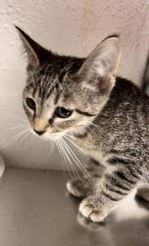 Havoc -  Domestic Short Hair Cat for Adoption in Largo, Florida - Havoc | PetCurious