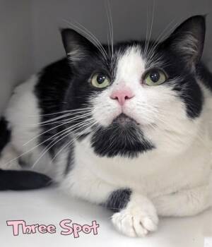 Three Spot -  Domestic Short Hair Cat for Adoption in Mason, Michigan - Three Spot | PetCurious