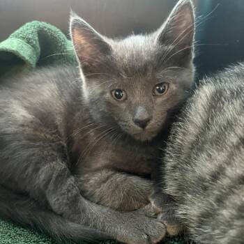Grey Paws -  Domestic Short Hair Cat for Adoption in Oak Park, Illinois - Grey Paws | PetCurious