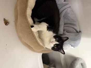Tuxedo Cats Available for Adoption - Cleo - Riley Fuzzel Petsmart  | PetCurious