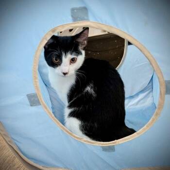 Rescue Domestic Short Hair Cats for Adoption in Lake Orion, Michigan - Checkers | PetCurious