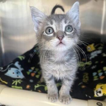 Domestic Short Hair Cats Available for Adoption - Bruni | PetCurious