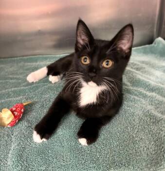 Annie -  Domestic Short Hair Cat for Adoption in Elmsford, New York - Annie | PetCurious