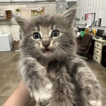Coco Puff -  Domestic Short Hair Cat for Adoption in Corbin, Kentucky - Coco Puff | PetCurious
