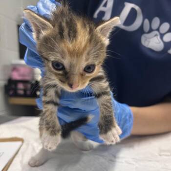 Starburst -  Domestic Short Hair Cat for Adoption in Summerville, South Carolina - Starburst | PetCurious