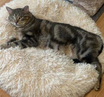 Domestic Short Hair Cats Available for Adoption in Morrison, Colorado - Apollo Bell | PetCurious