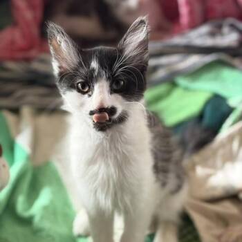 Stach (Pistachio) -  Domestic Short Hair Cat Available for Adoption in Dickinson, North Dakota - Stach (Pistachio) | PetCurious
