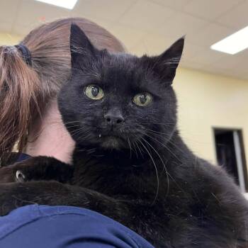 Domestic Short Hair Cats Available for Adoption in Lyndhurst, Virginia - SVAS-Stray-38440 | PetCurious