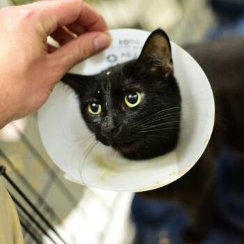 Mia -  Domestic Medium Hair Cat for Adoption in Idaho Falls, Idaho - Mia | PetCurious