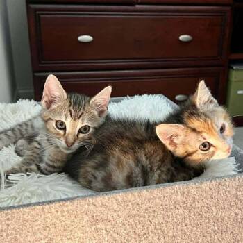 Carnitas -  Domestic Short Hair Cat for Adoption in Candler, North Carolina - Carnitas | PetCurious