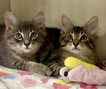 Nutmeg -  Domestic Medium Hair Cat for Adoption in Larkfield-wikiup, California - Nutmeg | PetCurious