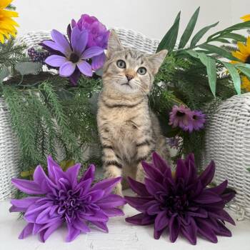 Alamanzo Wild One Nelly 56449 -  Domestic Short Hair Cat for Adoption in Eaton Rapids, Michigan - Alamanzo Wild One Nelly 56449 | PetCurious