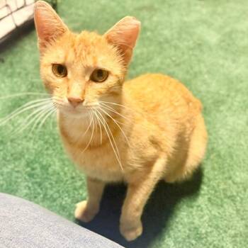 Beezus -  Domestic Short Hair Cat for Adoption in Walker, Michigan - Beezus | PetCurious