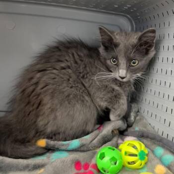 Yosemite Sam -  American Bobtail and Domestic Medium Hair Cat for Adoption in Ojai, California - Yosemite Sam | PetCurious