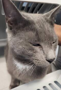 Domestic Short Hair Cats Available for Adoption - If-6c Kiss | PetCurious