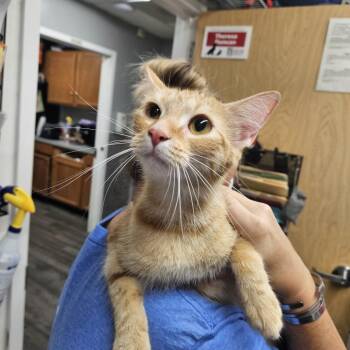 Mila -  Domestic Short Hair Cat for Adoption in Ridgely, Maryland - Mila | PetCurious