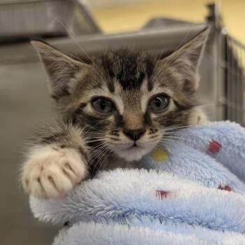 Stevie -  Domestic Short Hair Cat for Adoption in West Palm Beach, Florida - Stevie | PetCurious
