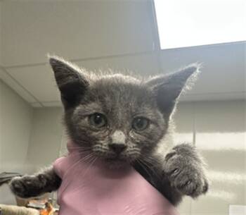 Rescue Domestic Short Hair Cats for Adoption in Ontario, California - GEORGIE- IN FOSTER | PetCurious