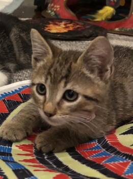 Pine (Pre-Adoption) -  Tabby Cat for Adoption in Los Angeles, California - Pine (Pre-Adoption) | PetCurious