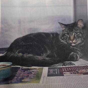 Hobbs -  Domestic Long Hair Cat for Adoption in Salt Lake City, Utah - Hobbs | PetCurious
