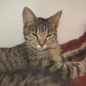Kimber -  Domestic Short Hair Cat for Adoption in Albert Lea, Minnesota - Kimber | PetCurious