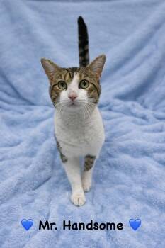 Tabby Cats Available for Adoption - Mr. Handsome | PetCurious