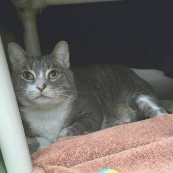 Domestic Short Hair Cats Available for Adoption in Fort Wayne, Indiana - Mini Cooper | PetCurious