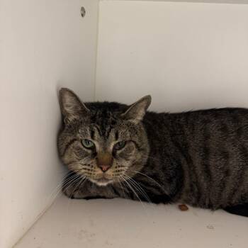 Candy -  Domestic Short Hair Cat for Adoption in Dover, New Hampshire - Candy | PetCurious