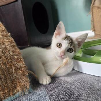 Caper (paired with a sibling) -  Domestic Short Hair Cat for Adoption in Reisterstown, Maryland - Caper (paired With A Sibling) | PetCurious