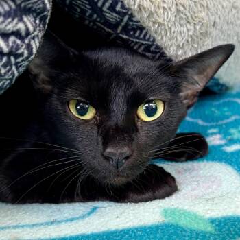 Batty -  Domestic Short Hair Cat for Adoption in Rifle, Colorado - Batty | PetCurious
