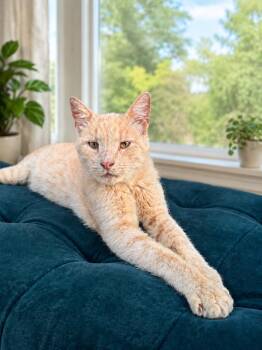Nathan (needs a soft place to land) -  Tabby and Siamese Cat for Adoption in Killingly, Connecticut - Nathan (needs A Soft Place To Land) | PetCurious