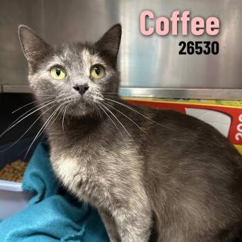 Coffee -  Domestic Short Hair Cat for Adoption in Oak Ridge, Tennessee - Coffee | PetCurious