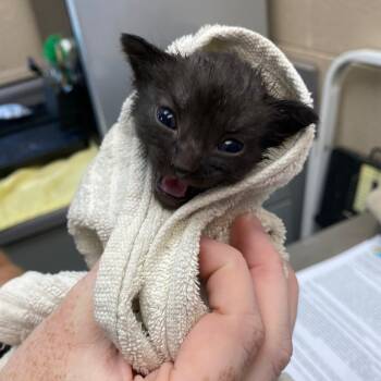 Rescue Domestic Short Hair Cats for Adoption in Troy, Virginia - Dr. Perky | PetCurious