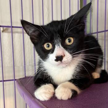 Hopper -  Domestic Short Hair Cat for Adoption in Saugerties, New York - Hopper | PetCurious