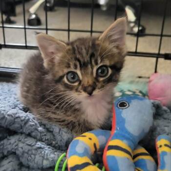 Bentley - The B Bunch -  Domestic Short Hair Cat Available for Adoption - Bentley - The B Bunch | PetCurious