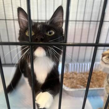Airplane -  Domestic Medium Hair Cat for Adoption in Salt Lake City, Utah - Airplane | PetCurious