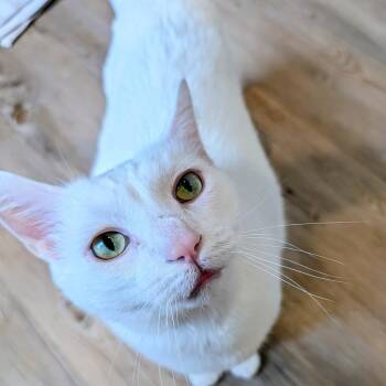 Siamese Cats Available for Adoption - Ulysses | PetCurious