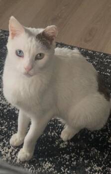 Domestic Short Hair Cats Available for Adoption - Max | PetCurious
